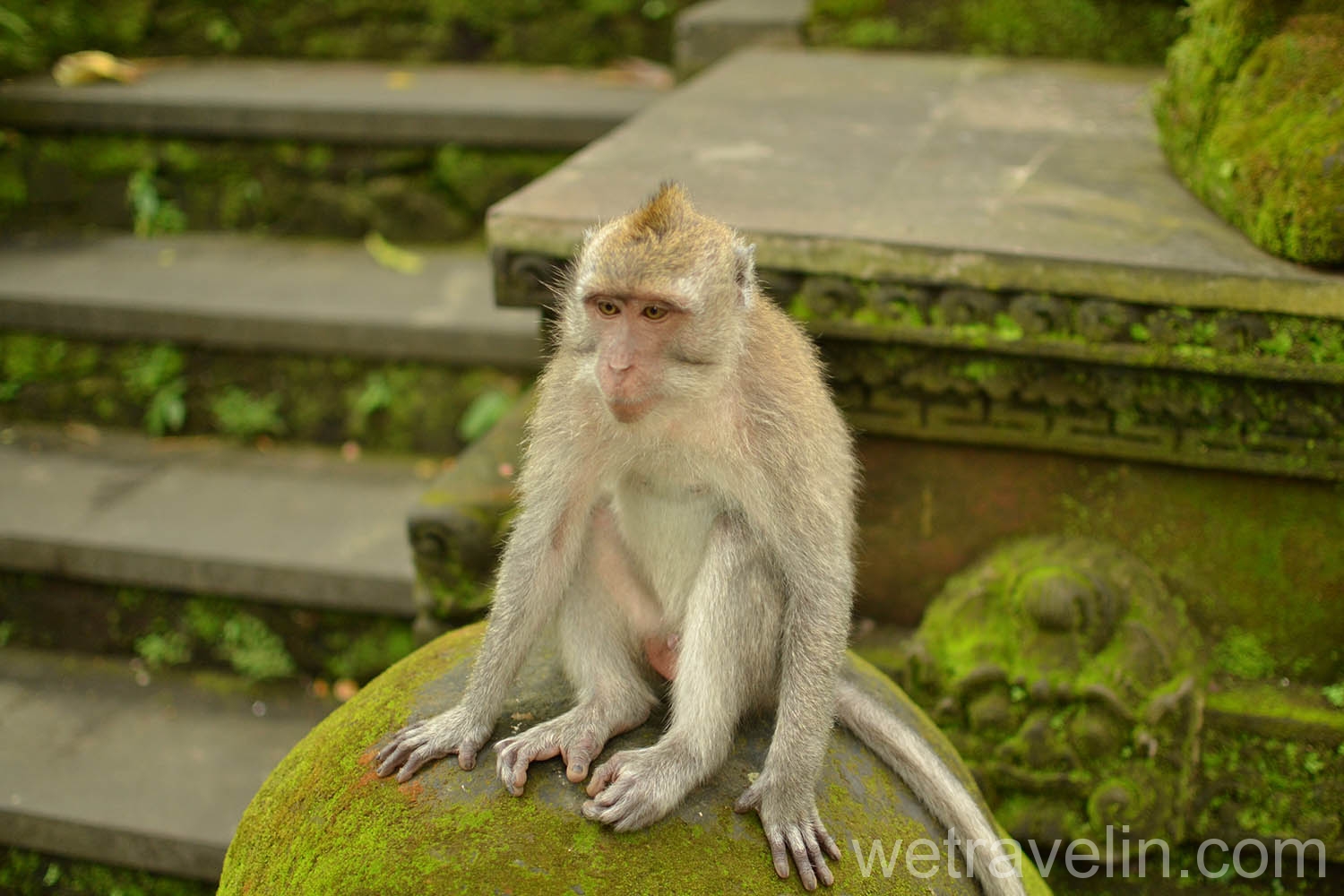 обезьяна в Убуде