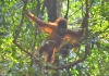 орангутанг в Букит Лаванге