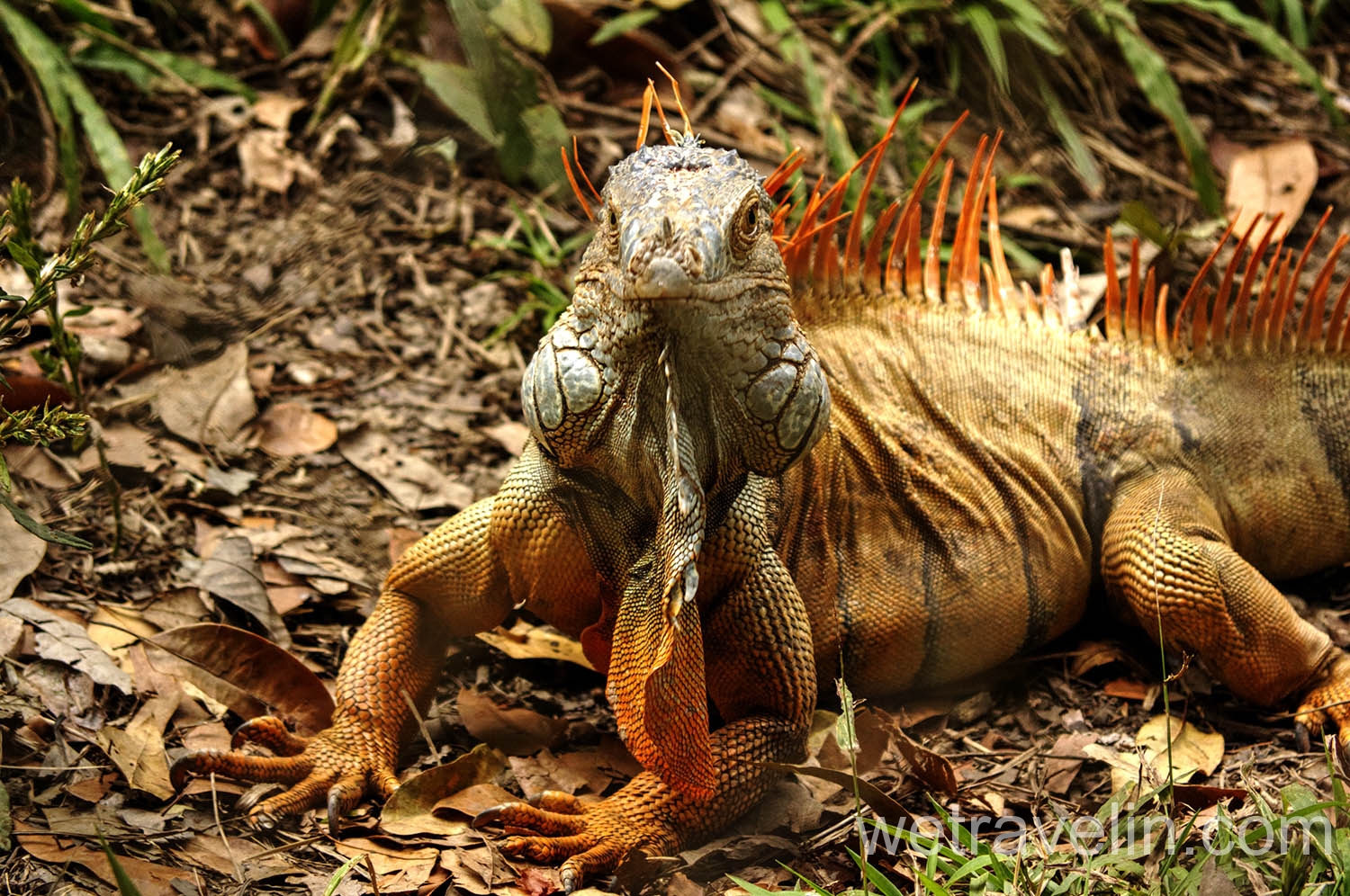 игуана в Мексике