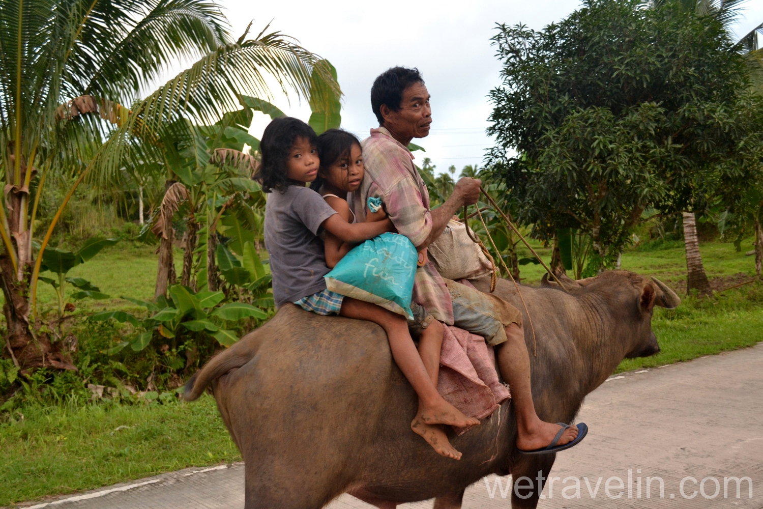 буйвол на Сиаргао