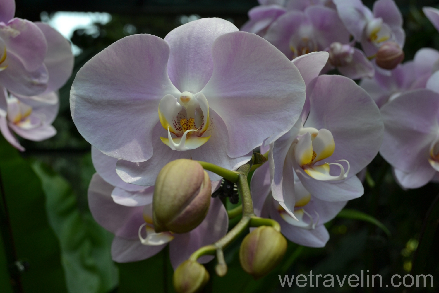 сад орхидей в парке Сингапура