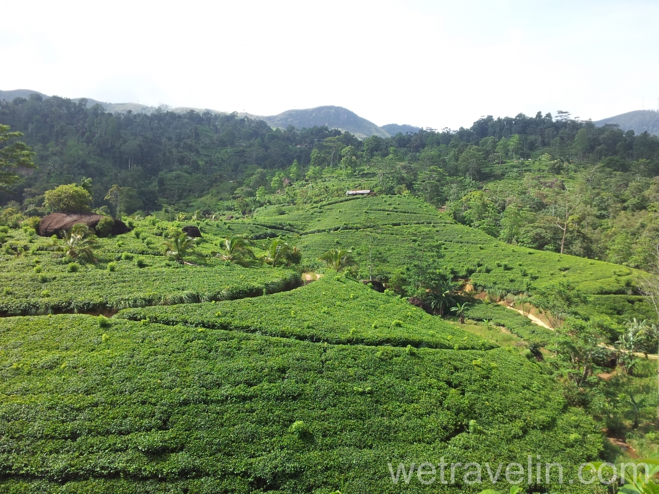 рисовые террасы на Щри-Ланке