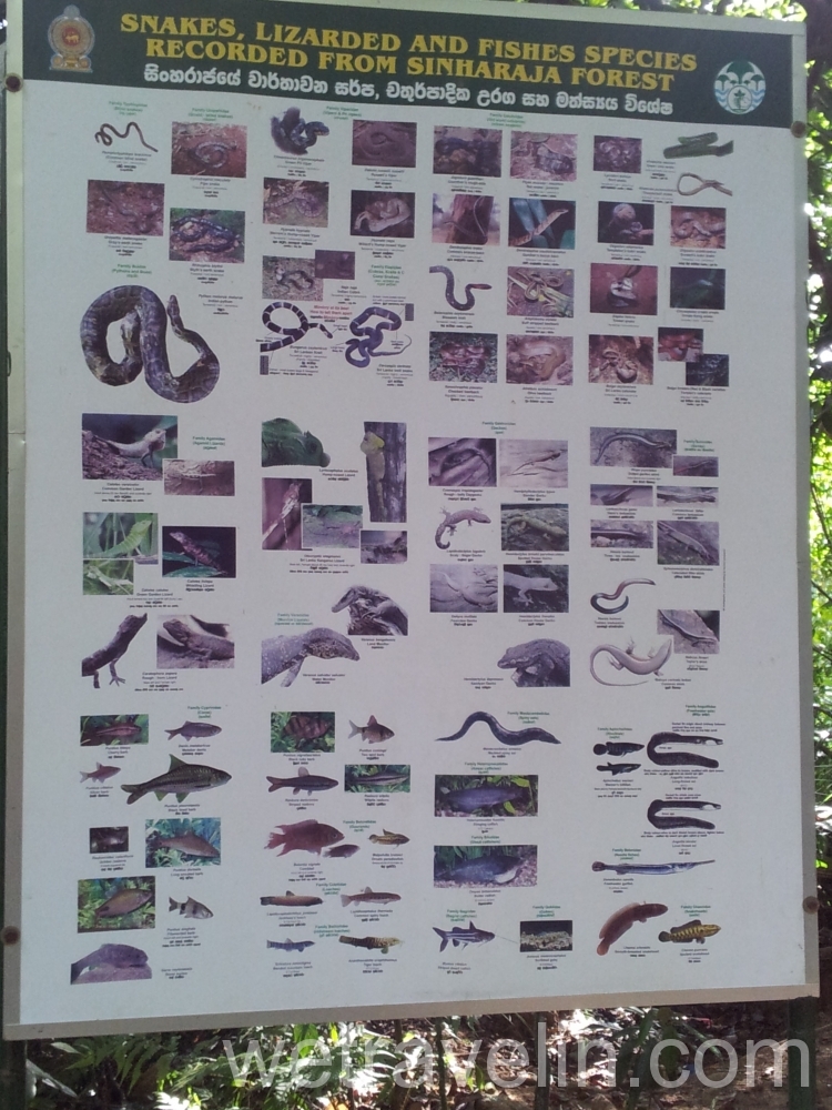 обитатели леса Синхараджа