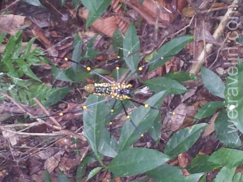 паук в лесу Синхараджа