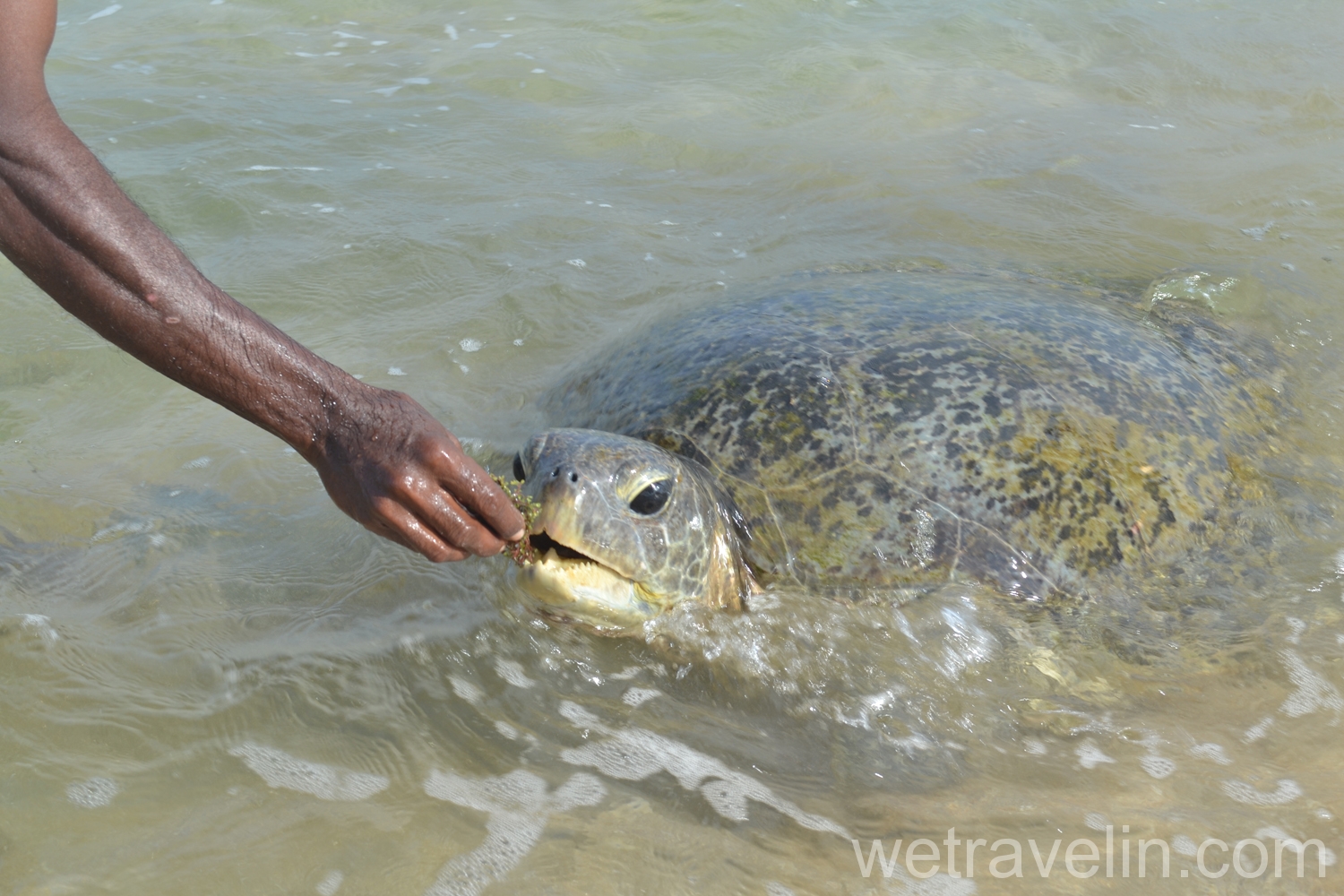 Черепаха кушает водоросль