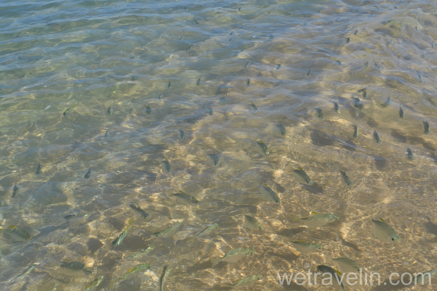 рыбы на Шри Ланке