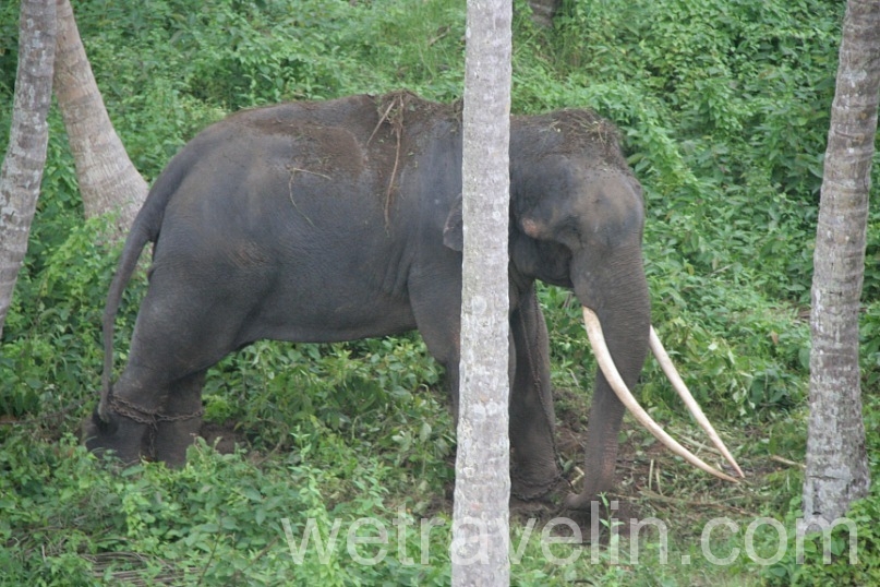 храмовый слон