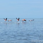 Исла Бланка «Isla Blanca» 