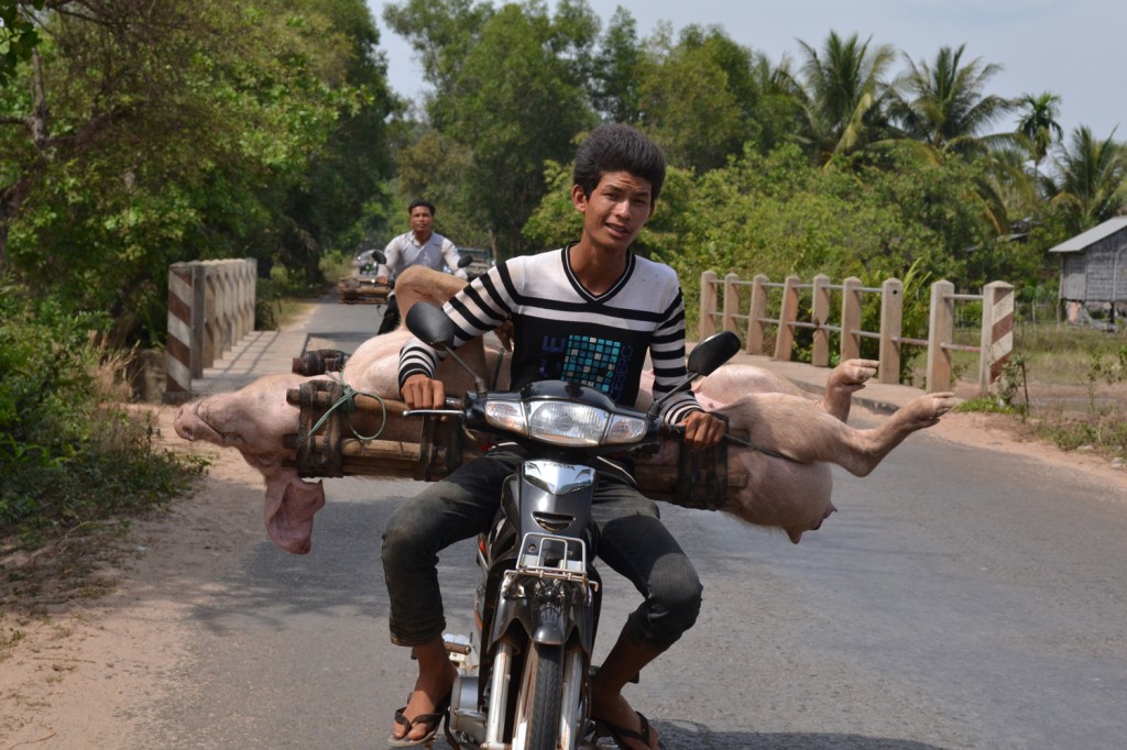 Транспортировка свиньи в Камбодже